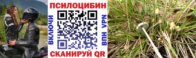 Псилоцибиновые грибы Psilocybine cubensis  Сасово 